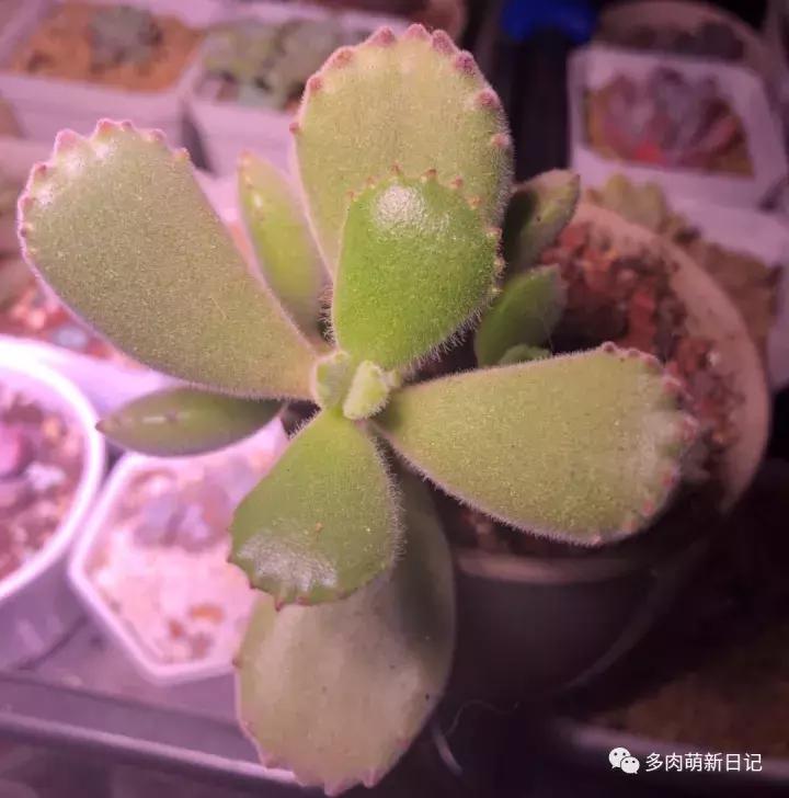 像熊爪子一样的多肉,多肉视察日记100字以上