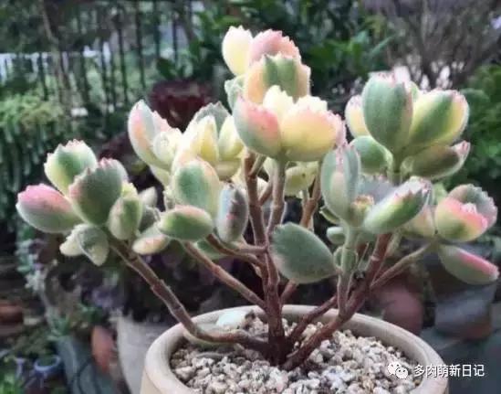 像熊爪子一样的多肉,多肉视察日记100字以上