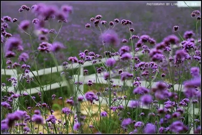 蔡甸，你凭什么这么牛？