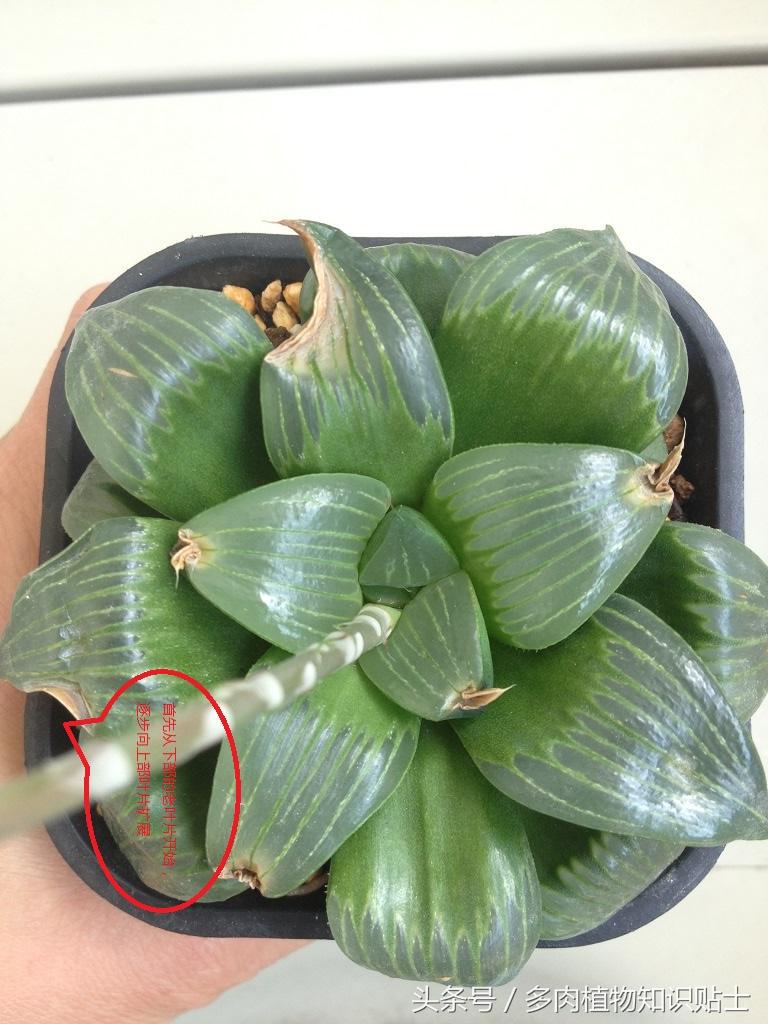 十二卷叶子干瘪如何恢复,十二卷叶子软了怎么补救