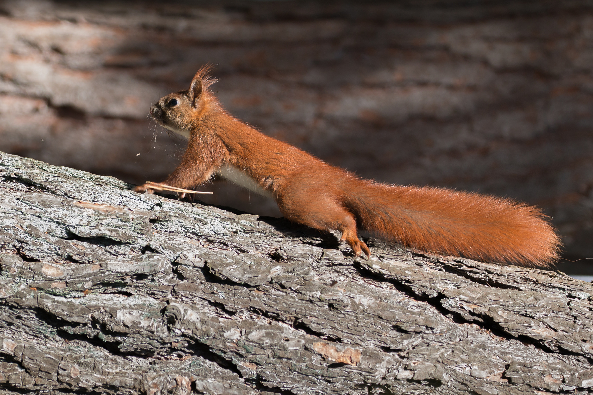 为什么家里养的松鼠总爱啃家具？应该怎么办？