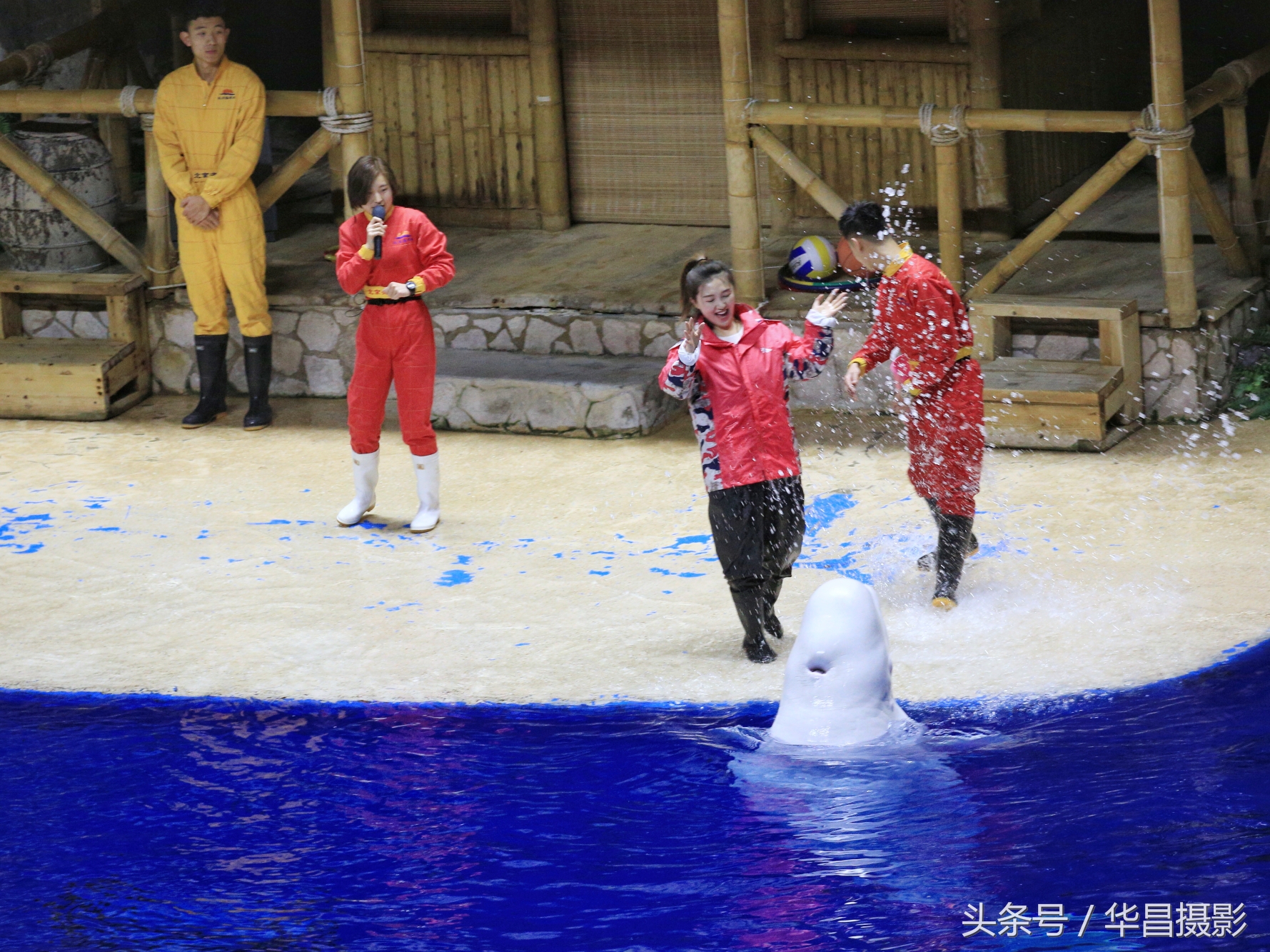 北京海洋馆海豚,北京海洋馆海豚表演时间表
