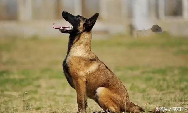 犬界精英——马犬，警察叔叔最爱它