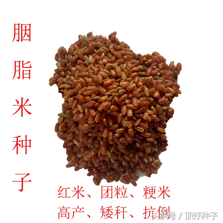 天山胭脂米的营养与功效,胭脂米作用