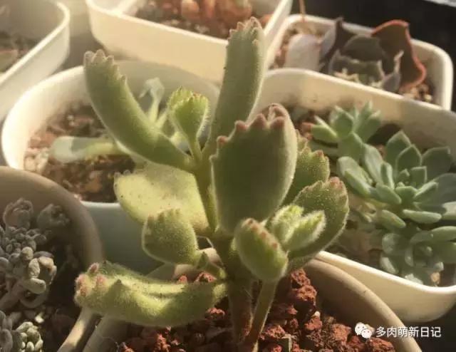 像熊爪子一样的多肉,多肉视察日记100字以上