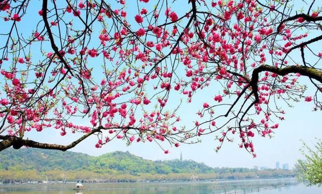 诗是空言梦是虚，一庭春艳曳红裾四月集：留取残荷诗作选二