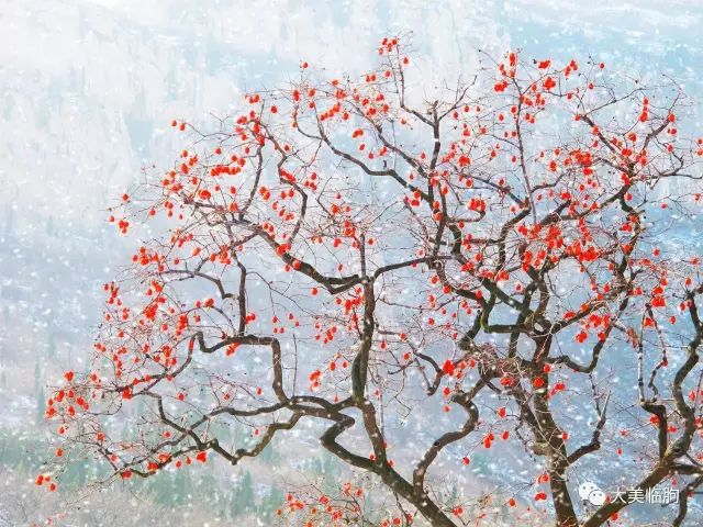 下雪了柿子红了,下雪了树枝上挂满了白雪