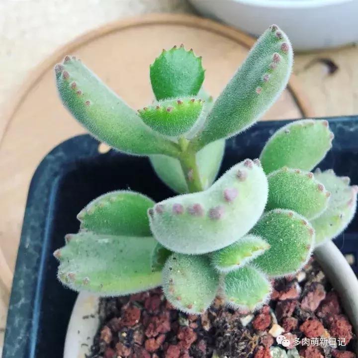 像熊爪子一样的多肉,多肉视察日记100字以上