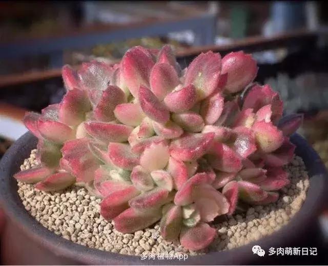 像熊爪子一样的多肉,多肉视察日记100字以上