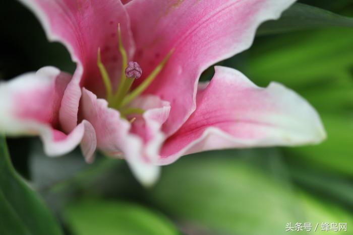 超高像素微距镜头,性价比超高的500万微距镜头