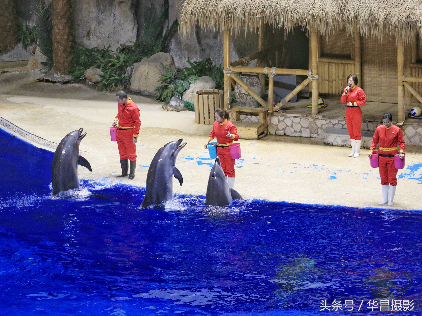 北京海洋馆海豚,北京海洋馆海豚表演时间表