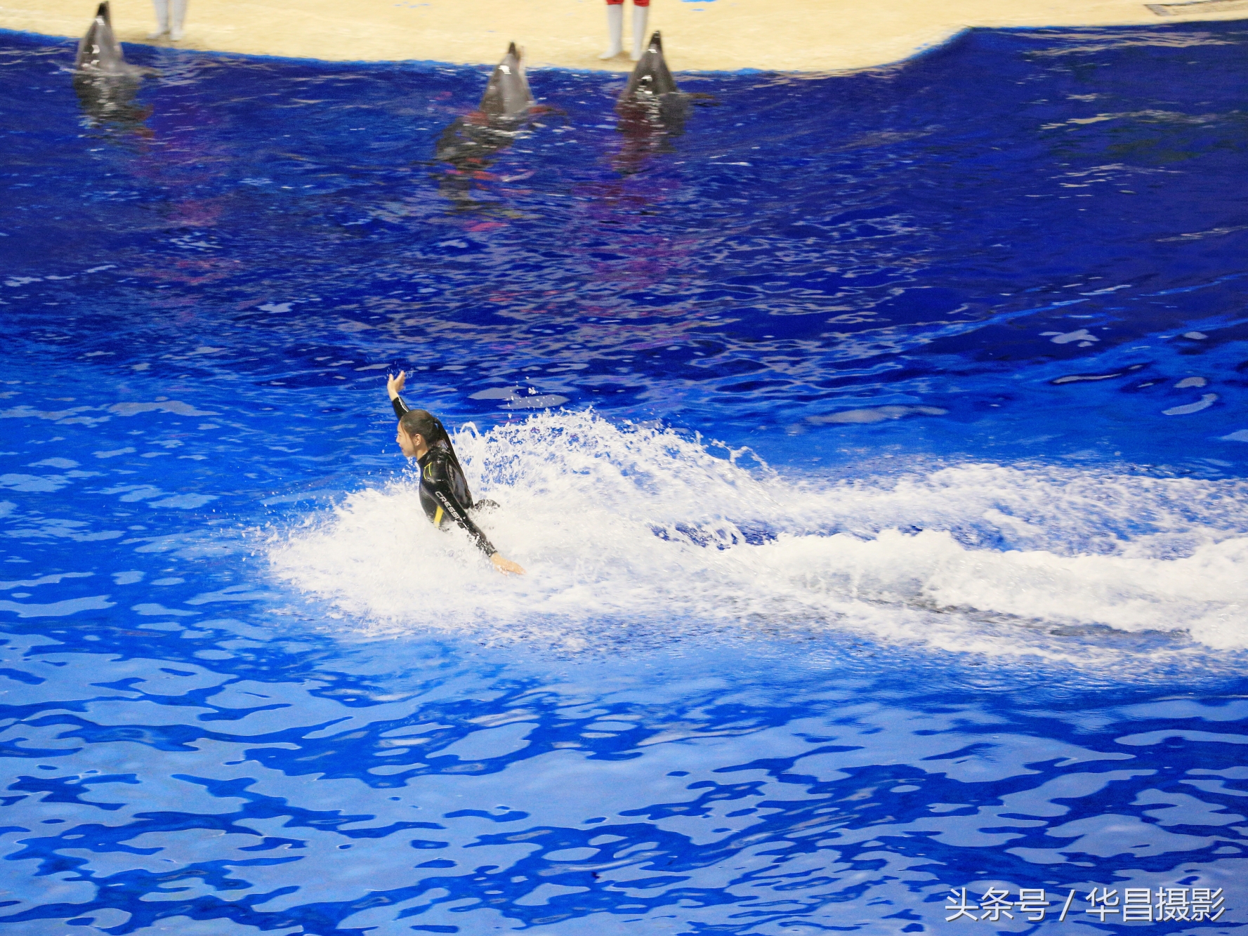 北京海洋馆海豚,北京海洋馆海豚表演时间表