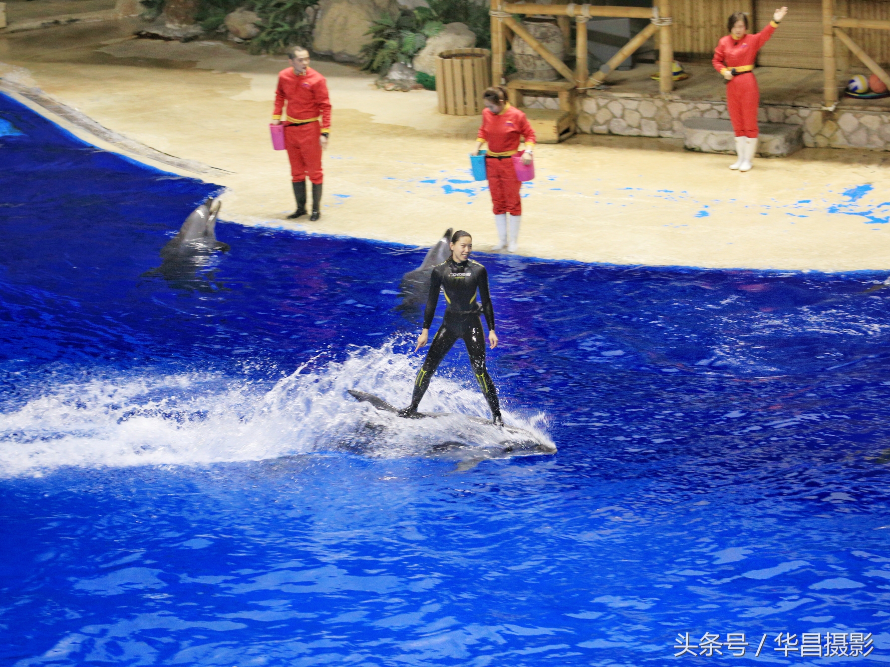 北京海洋馆海豚,北京海洋馆海豚表演时间表