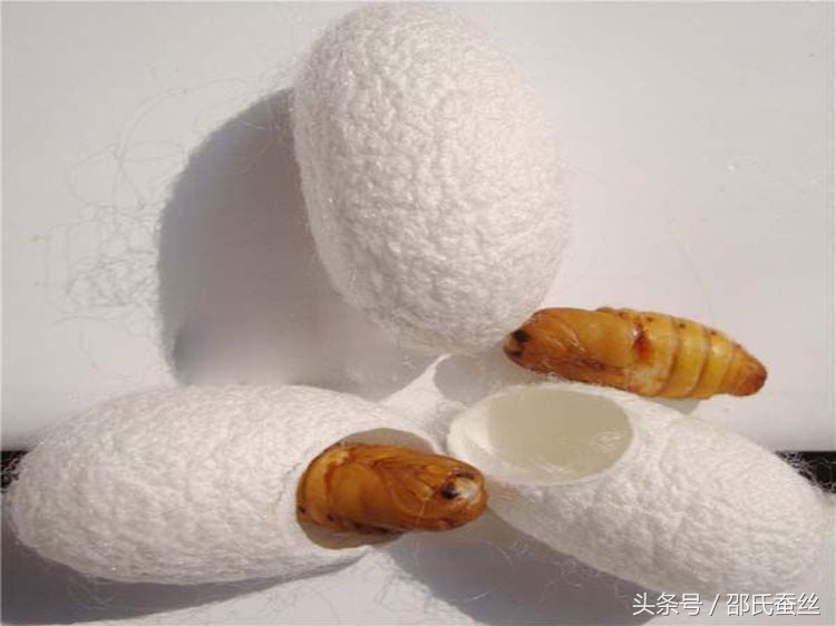 蚕丝被为什么会泛黄,蚕丝被变黄了怎么清理