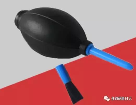 像熊爪子一样的多肉,多肉视察日记100字以上