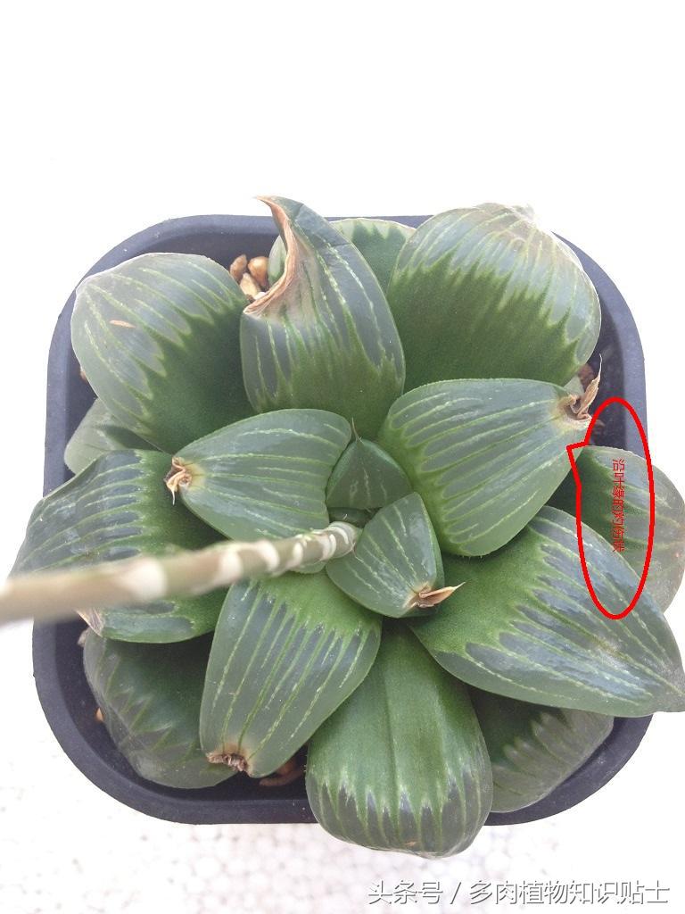 十二卷叶子干瘪如何恢复,十二卷叶子软了怎么补救