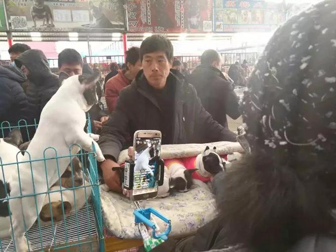 直播帮买宠物,卖狗直播保底一万可靠吗