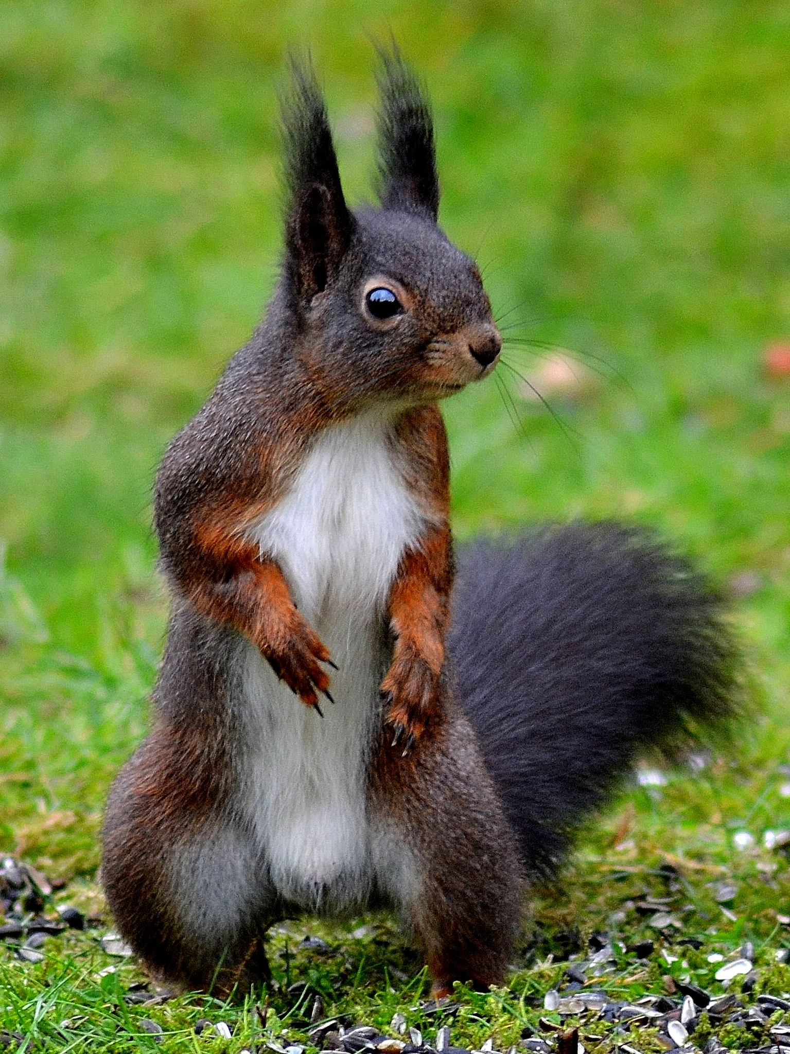 为什么家里养的松鼠总爱啃家具？应该怎么办？