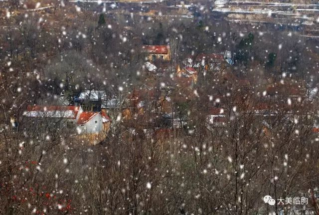 下雪了柿子红了,下雪了树枝上挂满了白雪