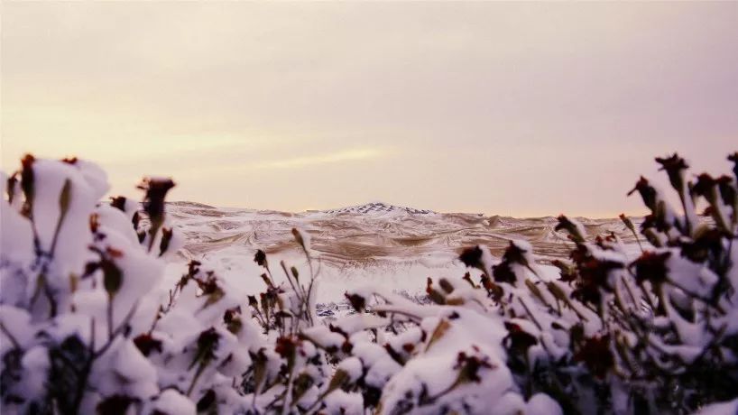 鑳藉湪娌欐紶鐪嬫槦绌虹殑閰掑簵,娌欐紶涓殑鑾茶姳閰掑簵