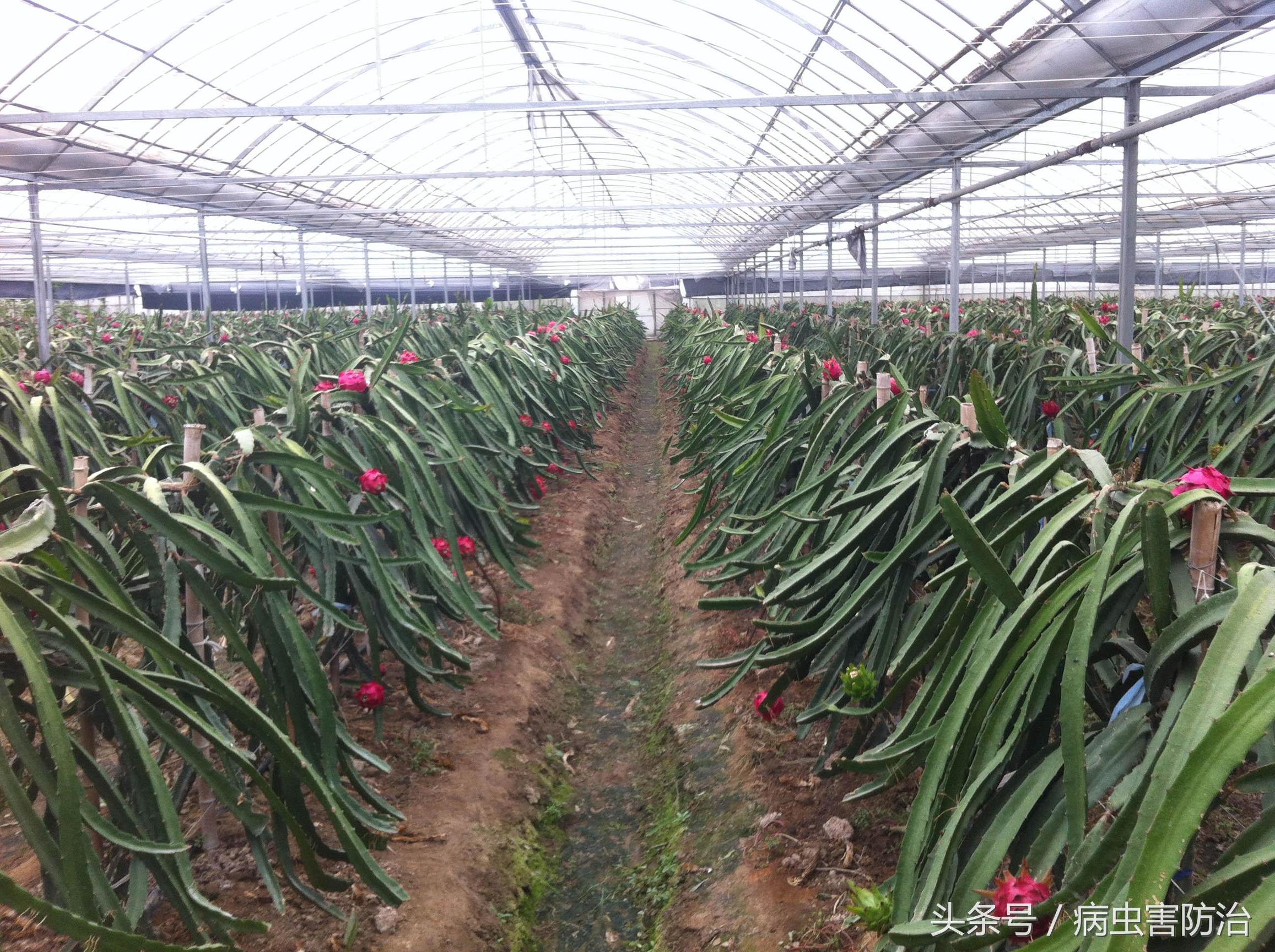 火龙果单柱式种植,火龙果的种植技术主蔓何时打顶