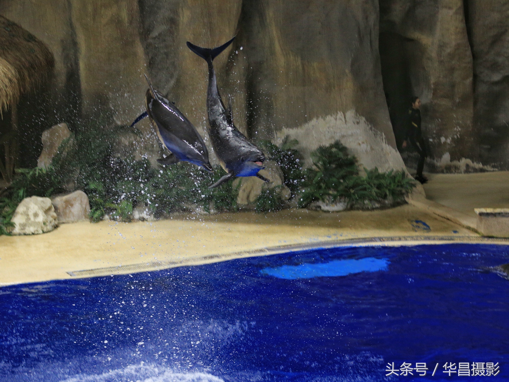 北京海洋馆海豚,北京海洋馆海豚表演时间表