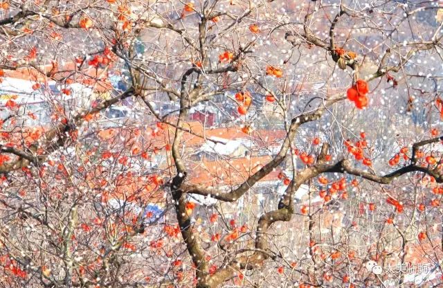 下雪了柿子红了,下雪了树枝上挂满了白雪