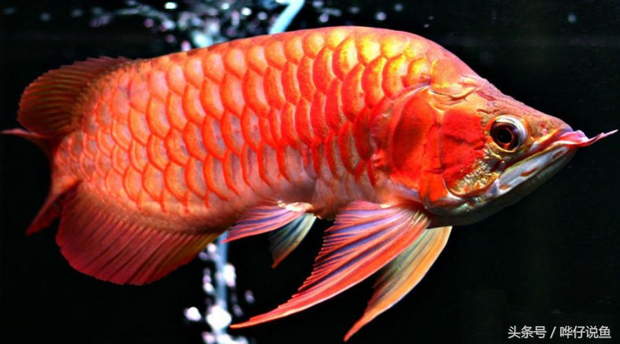 最好看的亚洲龙鱼,亚洲龙鱼有多可怕