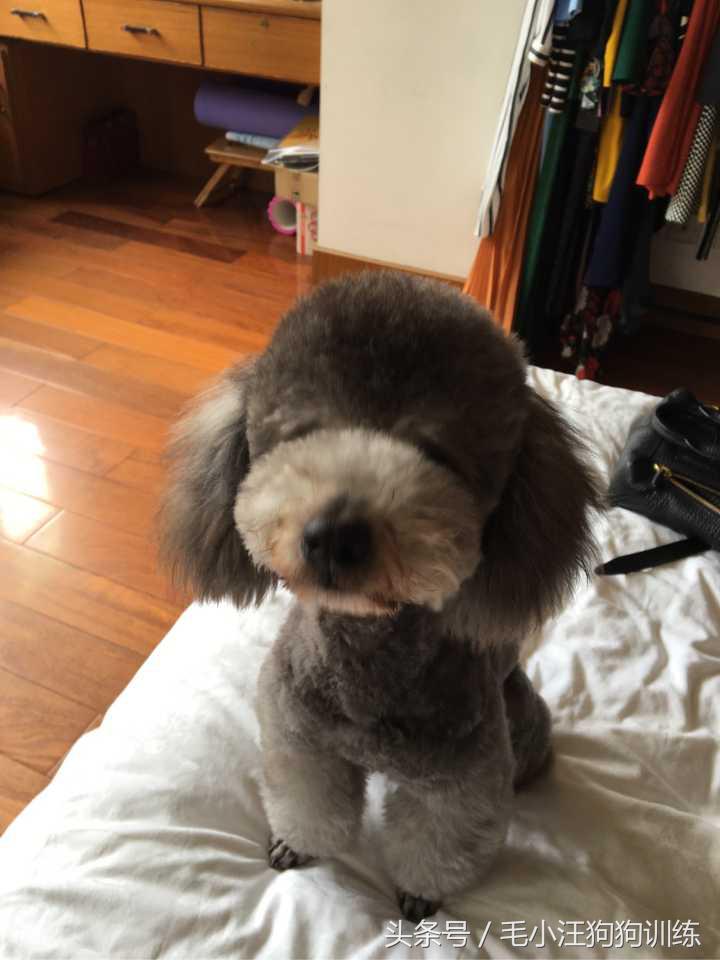 你家泰迪有没有浅色系的,当泰迪的毛被拉直