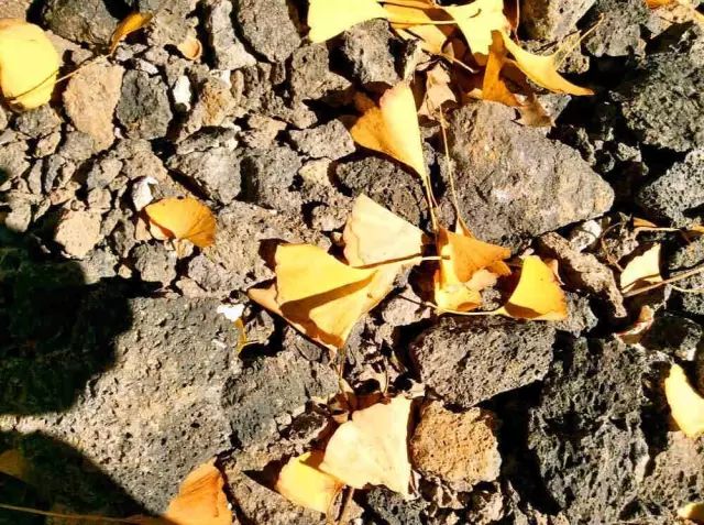 碧云天黄叶地文字图,碧云天黄叶地秋色连波全诗