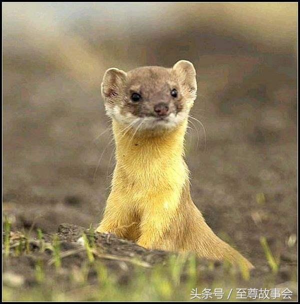 九年第马香童教你如何防止被骗