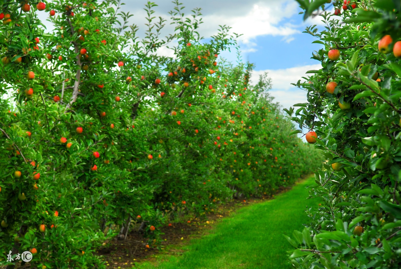 1000亩果园到底能赚多少钱,十亩果树一年有多大收益