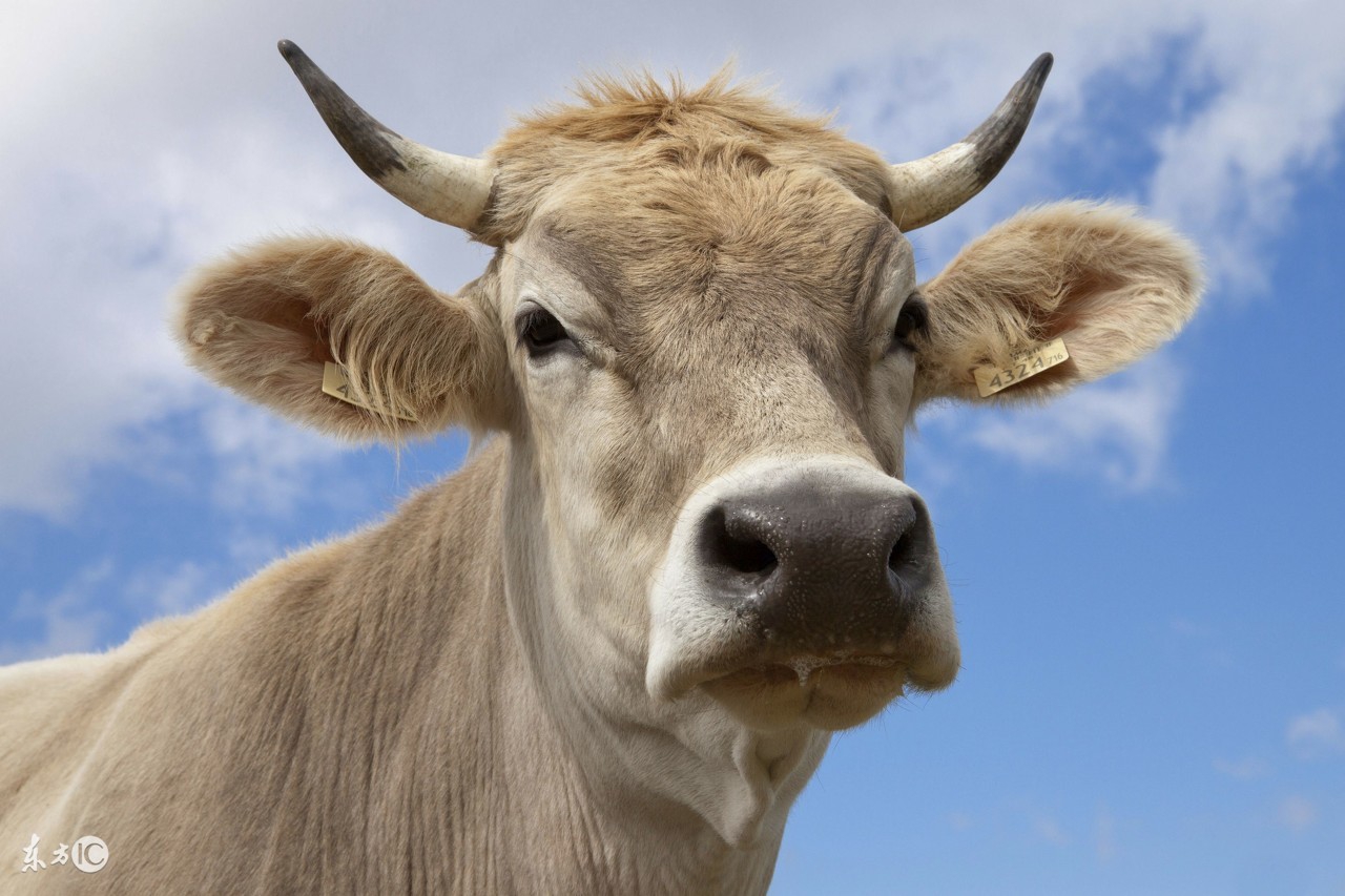 2023年属牛的生肖运程及运势如何,属牛人的算命表