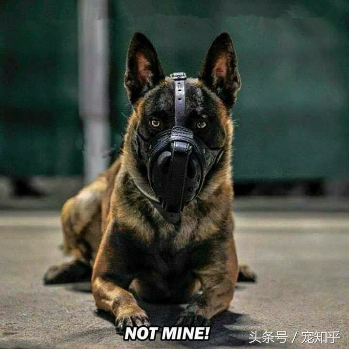 犬界精英——马犬，警察叔叔最爱它