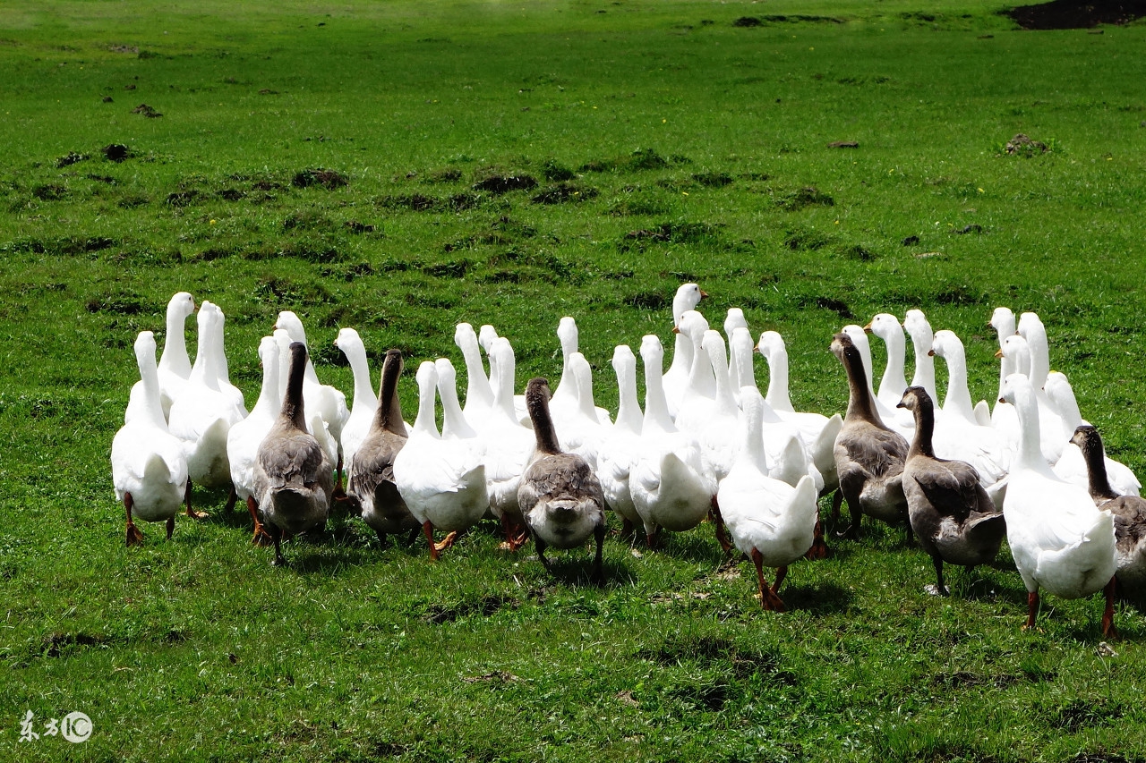 1000亩果园到底能赚多少钱,十亩果树一年有多大收益