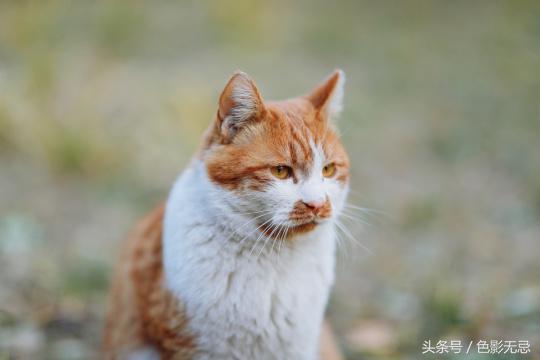 佳能85mmf1.4实图及报价,佳能85mmf1.8人像测评