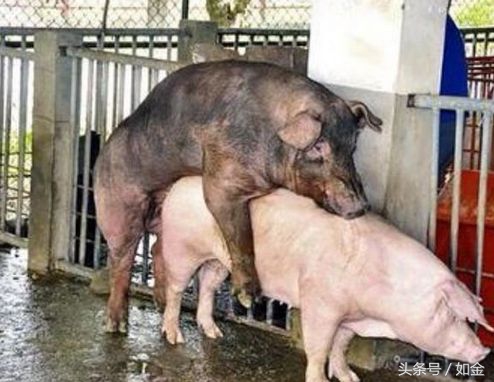 一位猪友多年的配种技术总结，值得收藏！