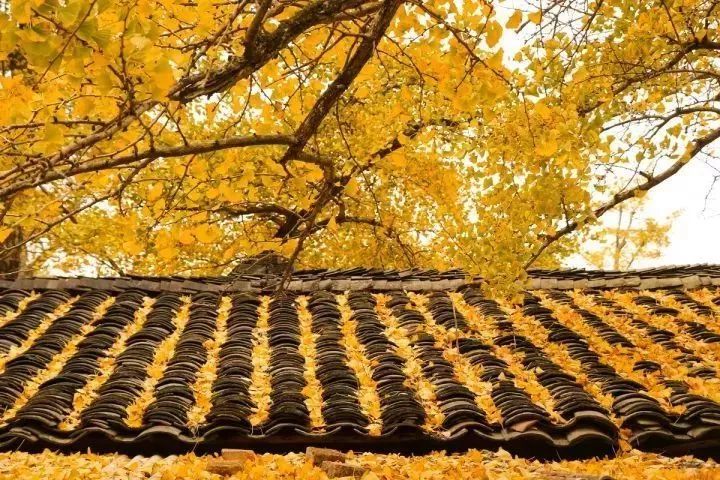 碧云天黄叶地文字图,碧云天黄叶地秋色连波全诗