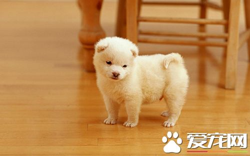 狗狗只呕吐不腹泻是胰腺炎吗,狗狗呕吐怎么治疗最佳方法