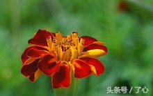 孔雀草花语是什么,关于孔雀科普知识大自然