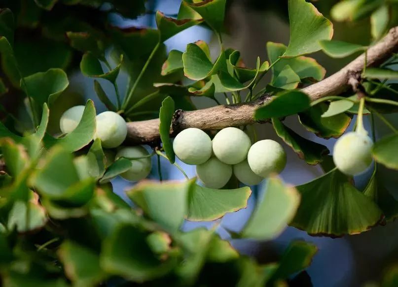 碧云天黄叶地文字图,碧云天黄叶地秋色连波全诗