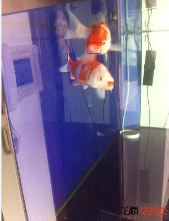 新入缸的锦鲤轻度烂嘴怎么治最快,锦鲤烂嘴烂鳍能自愈吗
