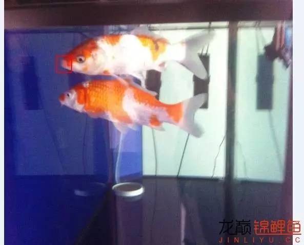 新入缸的锦鲤轻度烂嘴怎么治最快,锦鲤烂嘴烂鳍能自愈吗