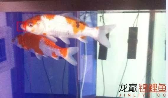 新入缸的锦鲤轻度烂嘴怎么治最快,锦鲤烂嘴烂鳍能自愈吗