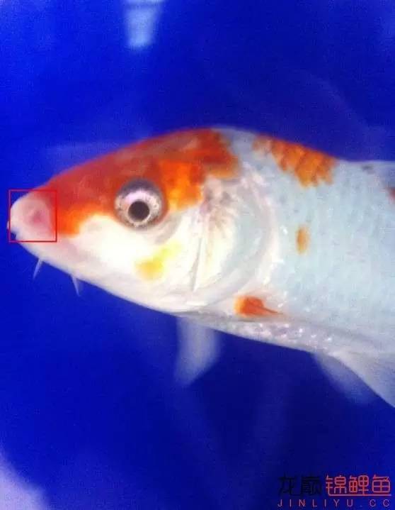 新入缸的锦鲤轻度烂嘴怎么治最快,锦鲤烂嘴烂鳍能自愈吗