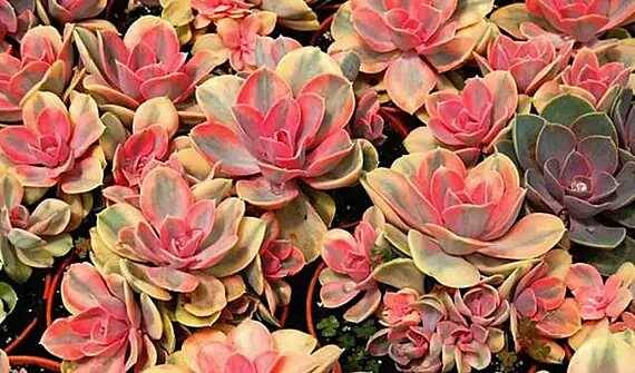 出锦的多肉叶插还会出锦吗,多肉出锦水培会退锦吗