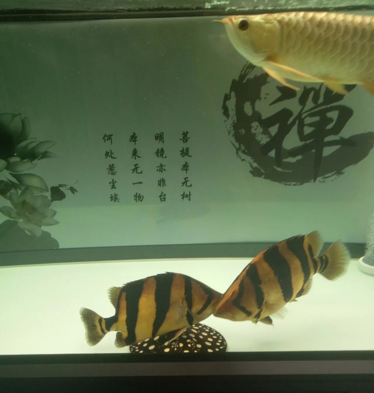 虎鱼的养殖视频讲座,虎鱼鱼苗喂养知识