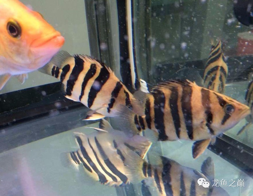 怎么让印尼虎变明虎,印尼虎挖煤视频