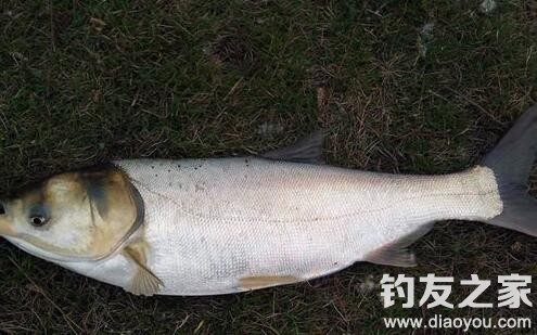 双钩挂饵钓鲢鱼的技巧