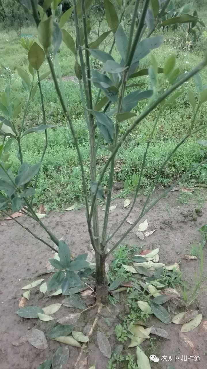 柑橘夏梢出现黄叶是什么原因,柑橘黄叶防治